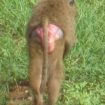Image of Female baboon in estrus.