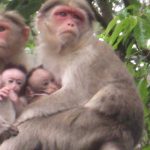 Rhesus Monkeys